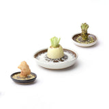 Motoshige Suri Plate (Japanese Grater) | Small Black