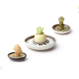 MUJUNMotoshige Suri Plate (Japanese Grater) | Medium White