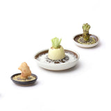 MUJUNMotoshige Suri Plate (Japanese Grater) | Small White