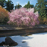 Japanese Gardens: Kyoto (English Japanese Bilingual)