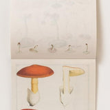 100 Writing & Crafting Papers of Mushrooms