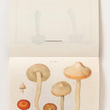 100 Writing & Crafting Papers of Mushrooms