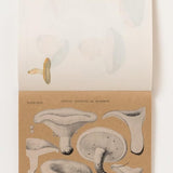 100 Writing & Crafting Papers of Mushrooms