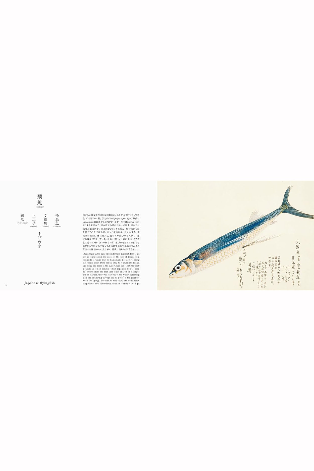 Fishes of Edo: A Guide to Classical Japanese Fishes